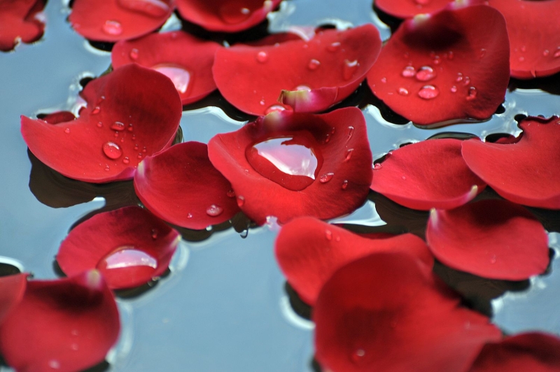 Experts explain the benefits of rose water for hair, including hair growth and hydration. Plus, how to make rose water at home and the best way to use it.